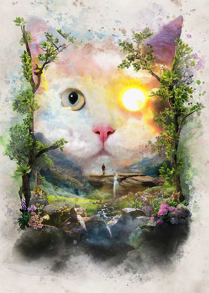 Day Cat