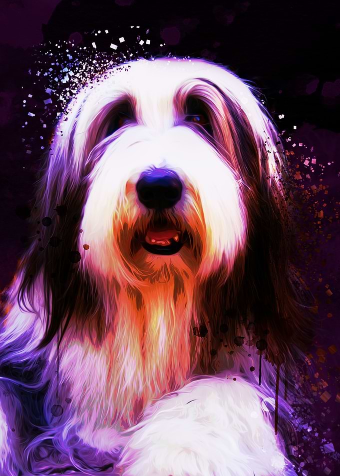Bearded Collie