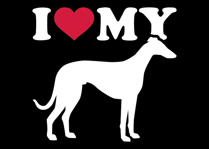 Italian Greyhound