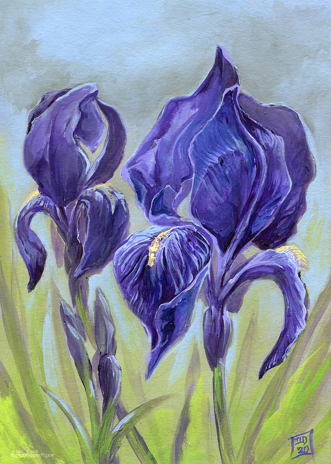 Bearded Irises
