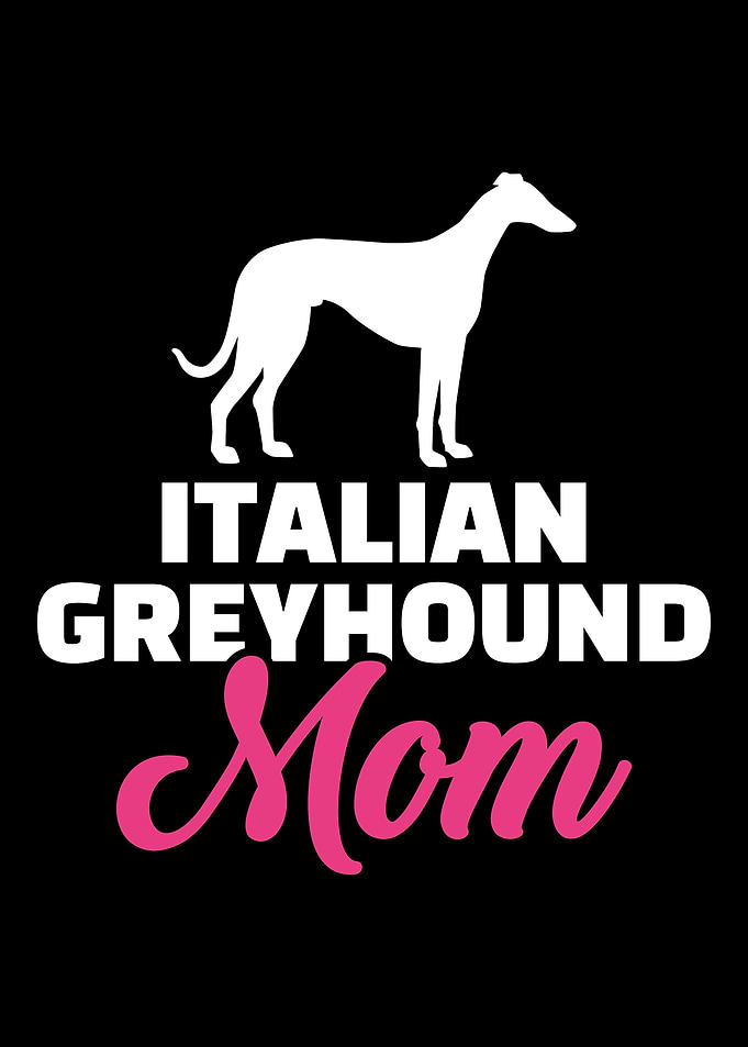 Italian Greyhound