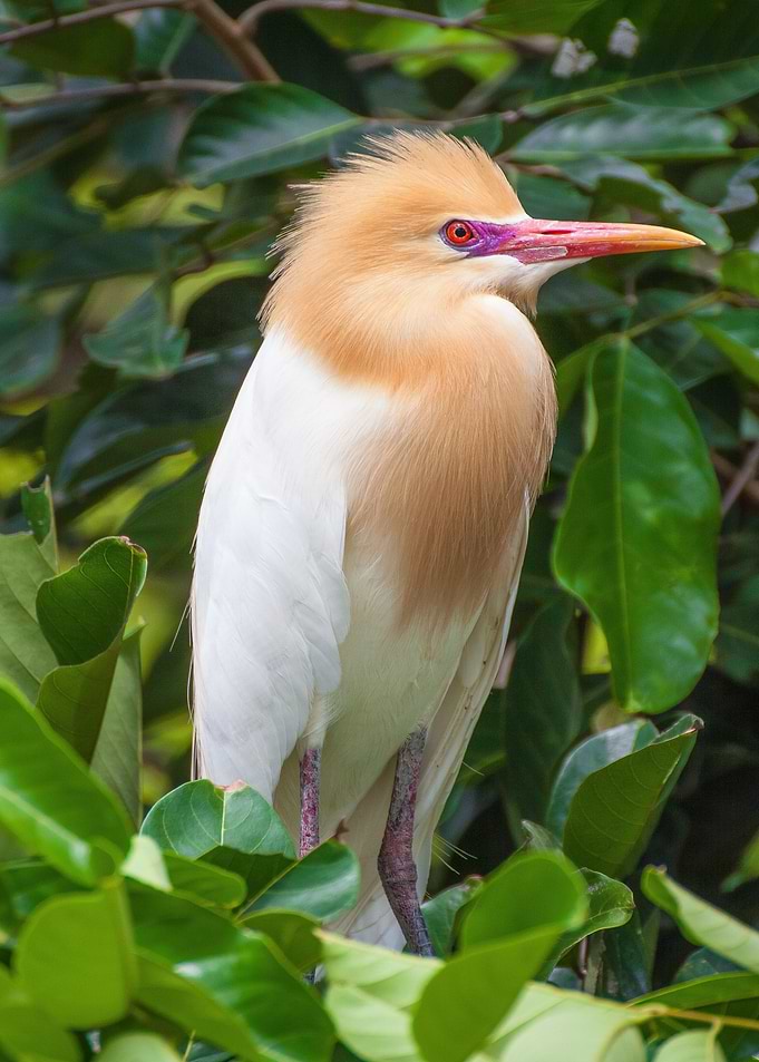 bird orange beak pink