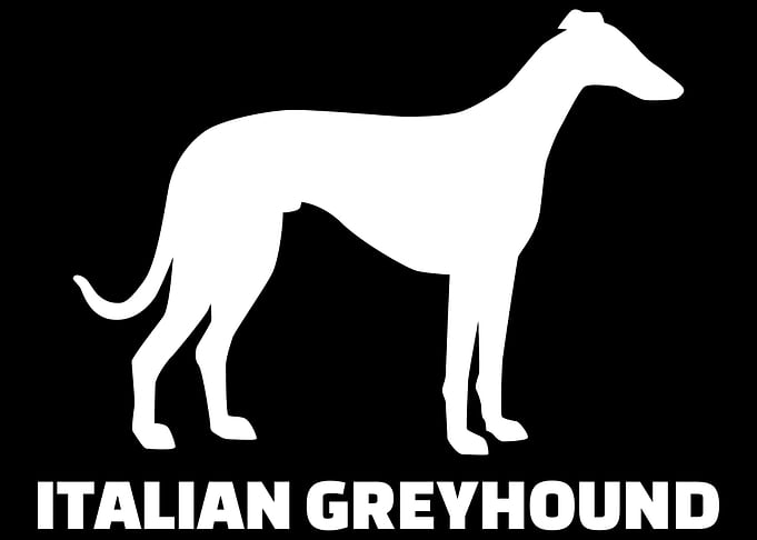 Italian Greyhound