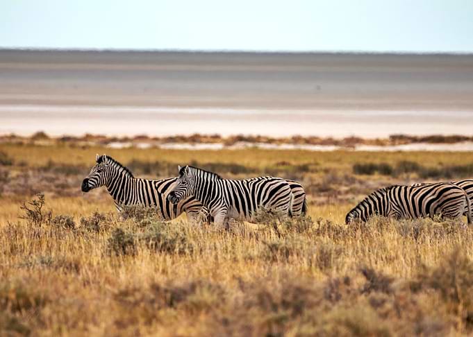 A herd of zebras
