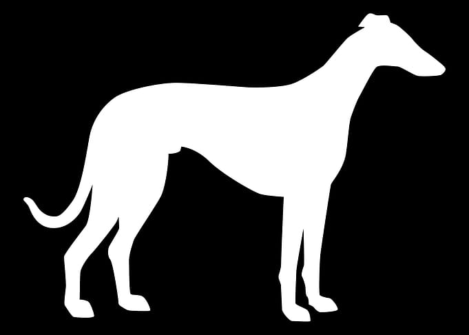 Italian Greyhound