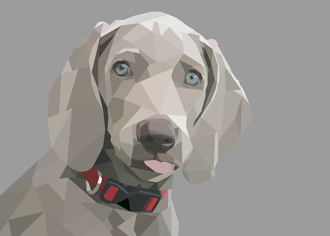 Polygon dog