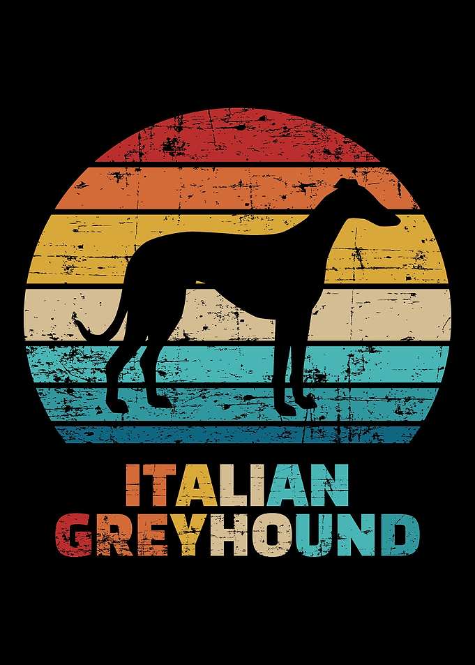 Italian Greyhound