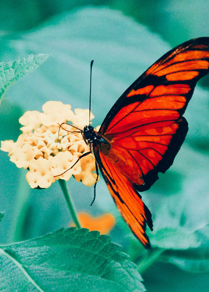Closeup Butterfly 4