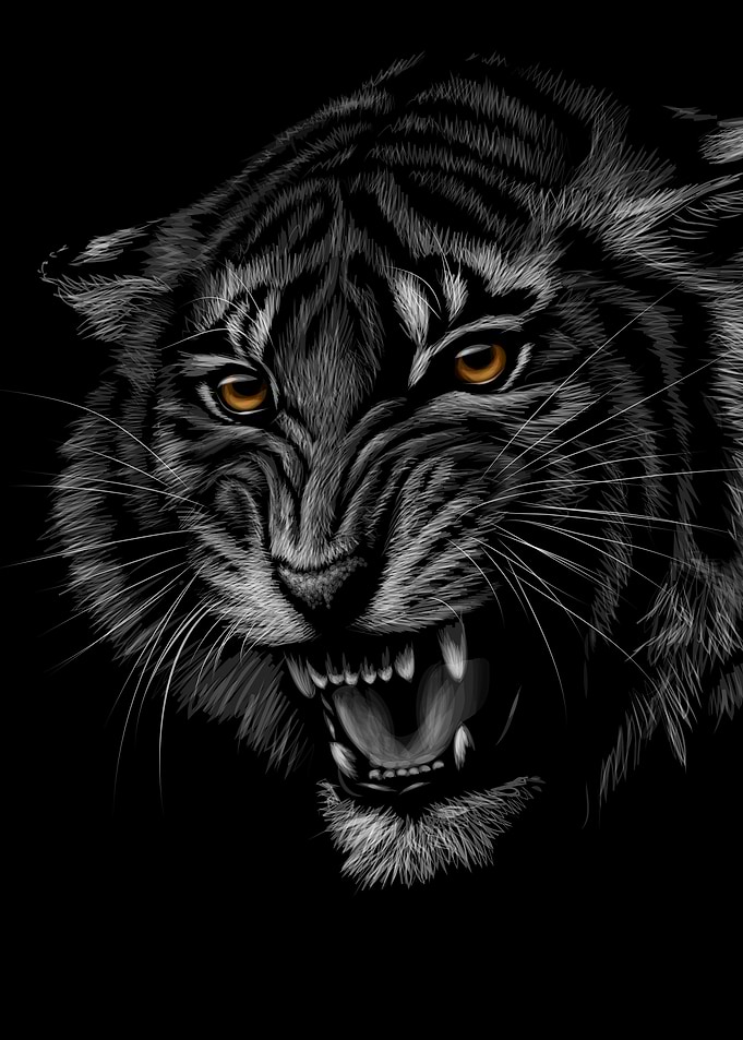 Tiger Sketch
