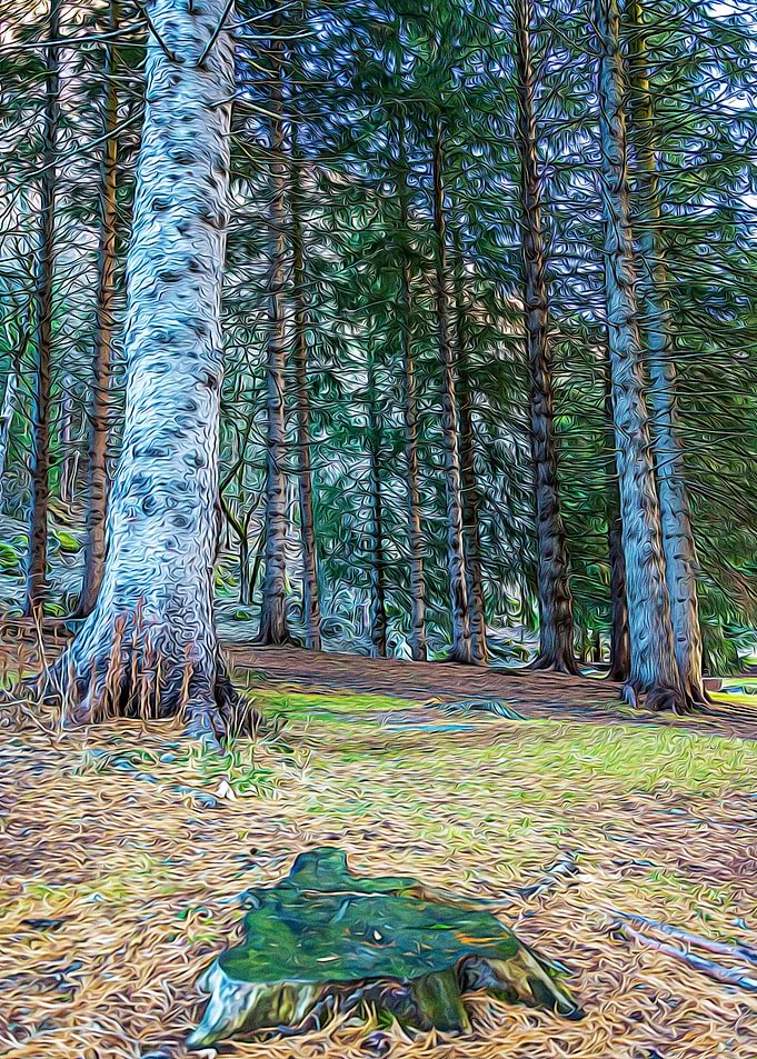 Underwood in the Alps duri