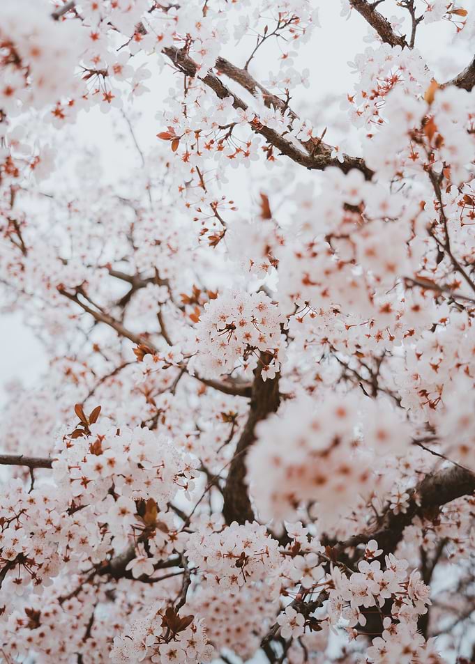 Cherry Blossom