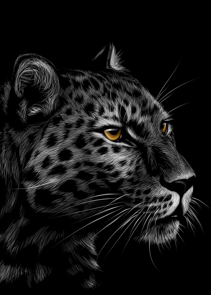 Leopard Sketch