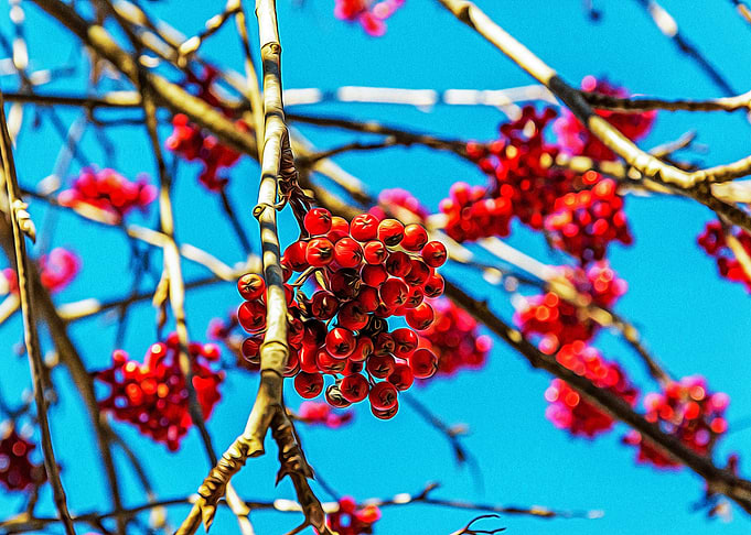 Red berries in the Alps