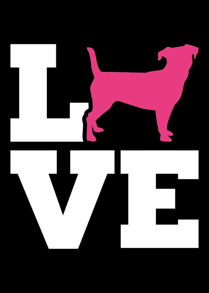 Jack Russell