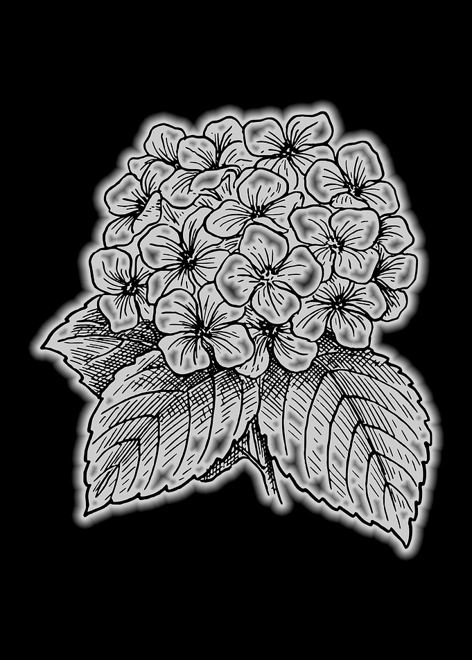 hydrangea