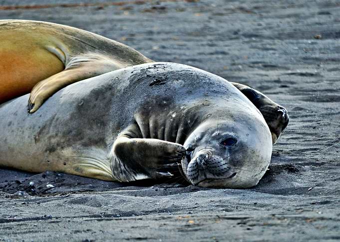Two seals cuddling