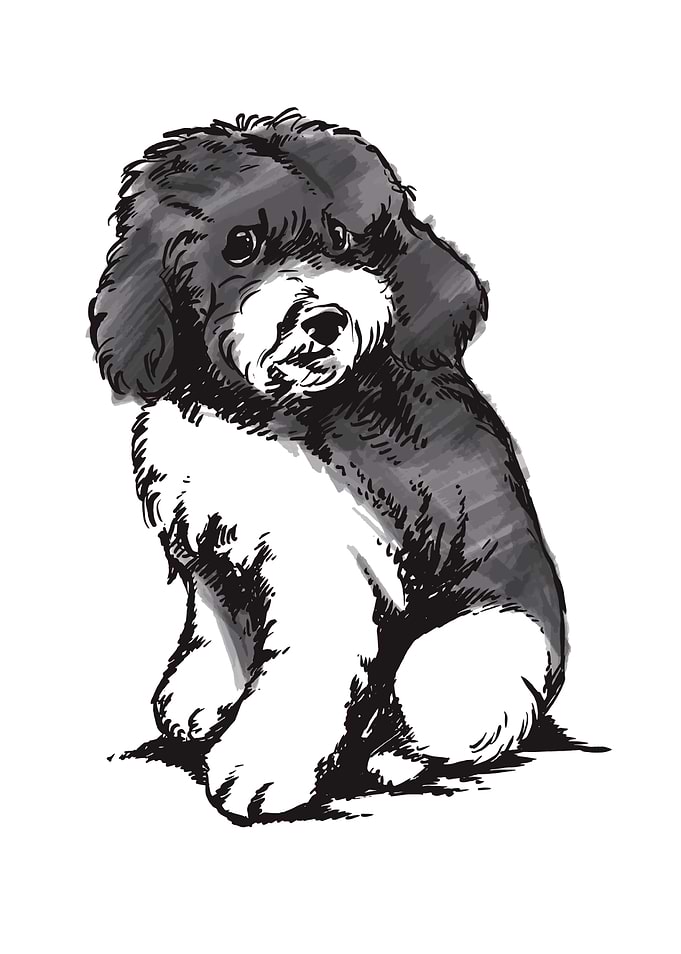 Cute Harlequin Poodle