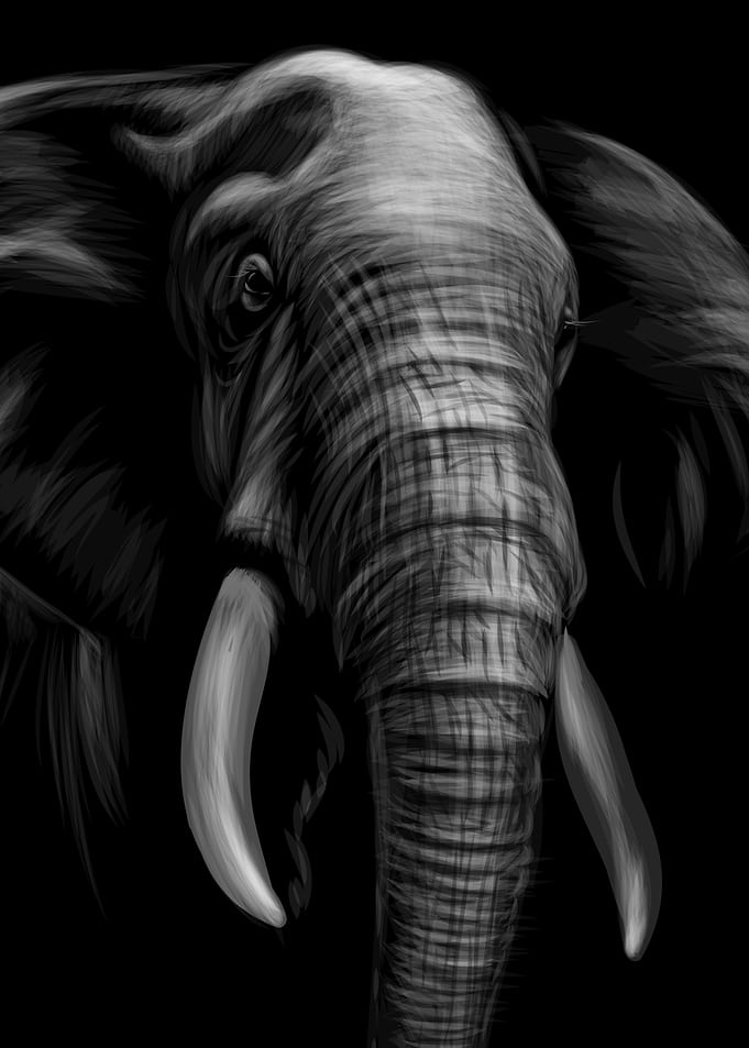Elephant Sketch