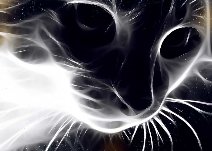 cat poster