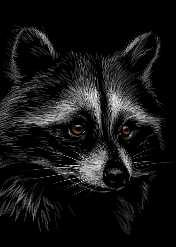 Racoon Sketch