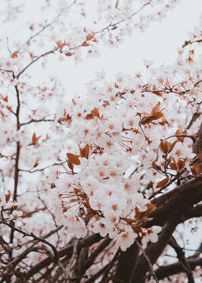 Cherry Blossom