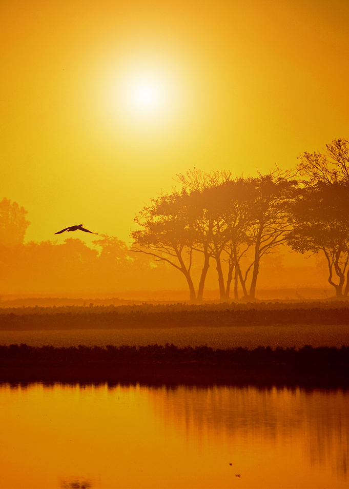 Landscape 20