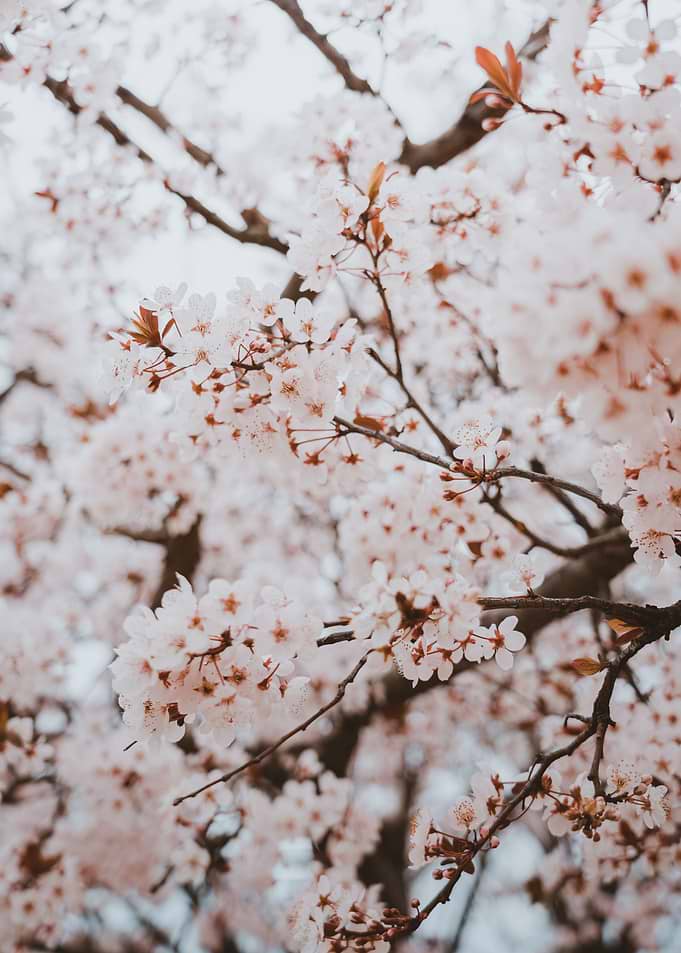 Cherry Blossom