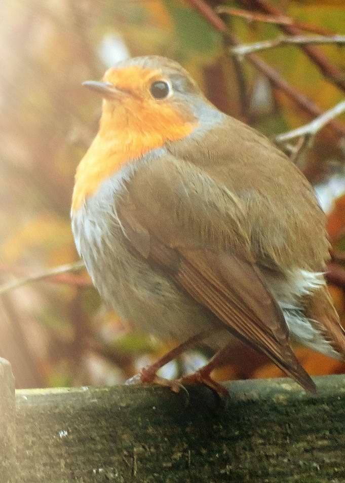 Red Robin 3