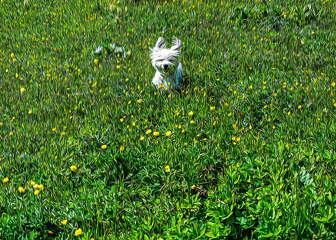 Furry dog jumping on grass