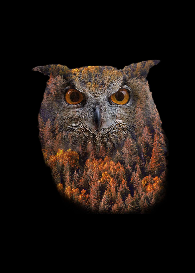 Wildlife Art Nature Owl