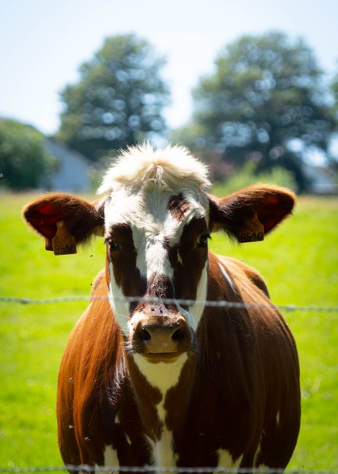Cow