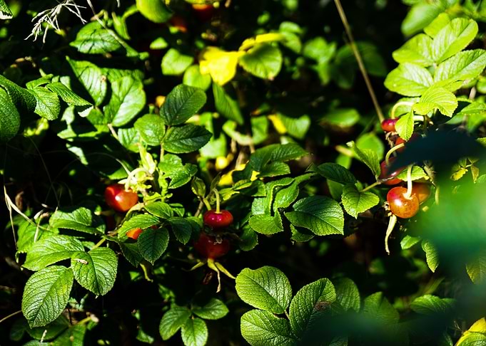 Rosehips