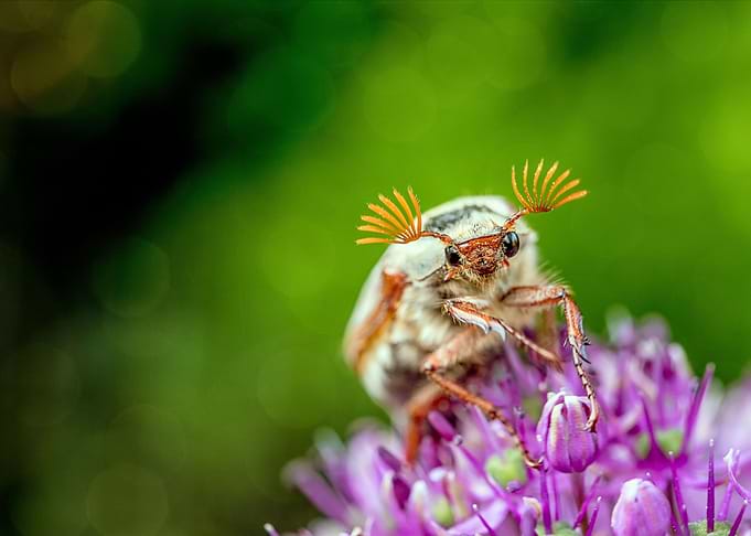 Macro