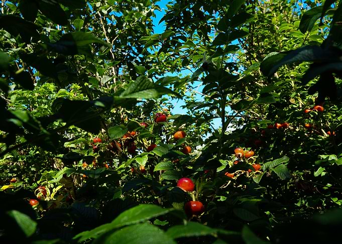 Rosehips