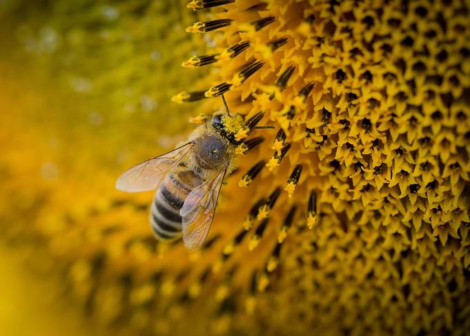 Bee Closeup