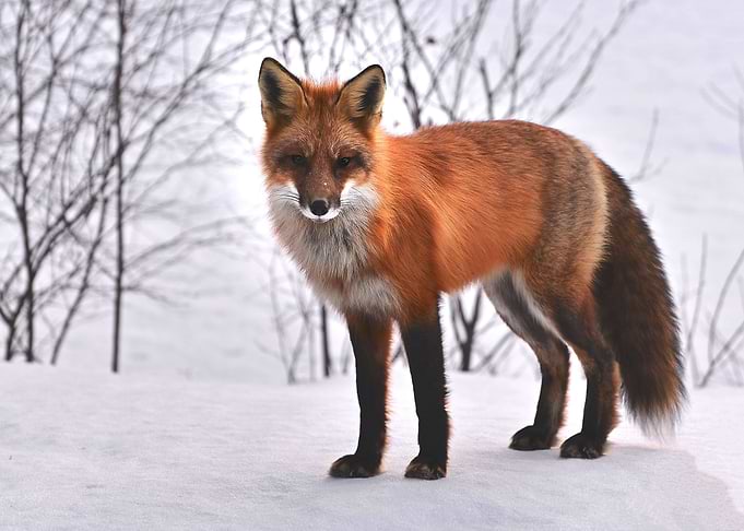 orange snow fox