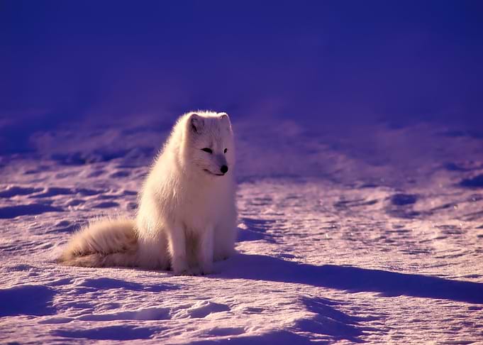 snow dog blue
