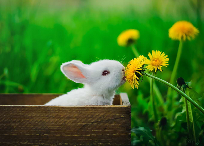 Rabbit