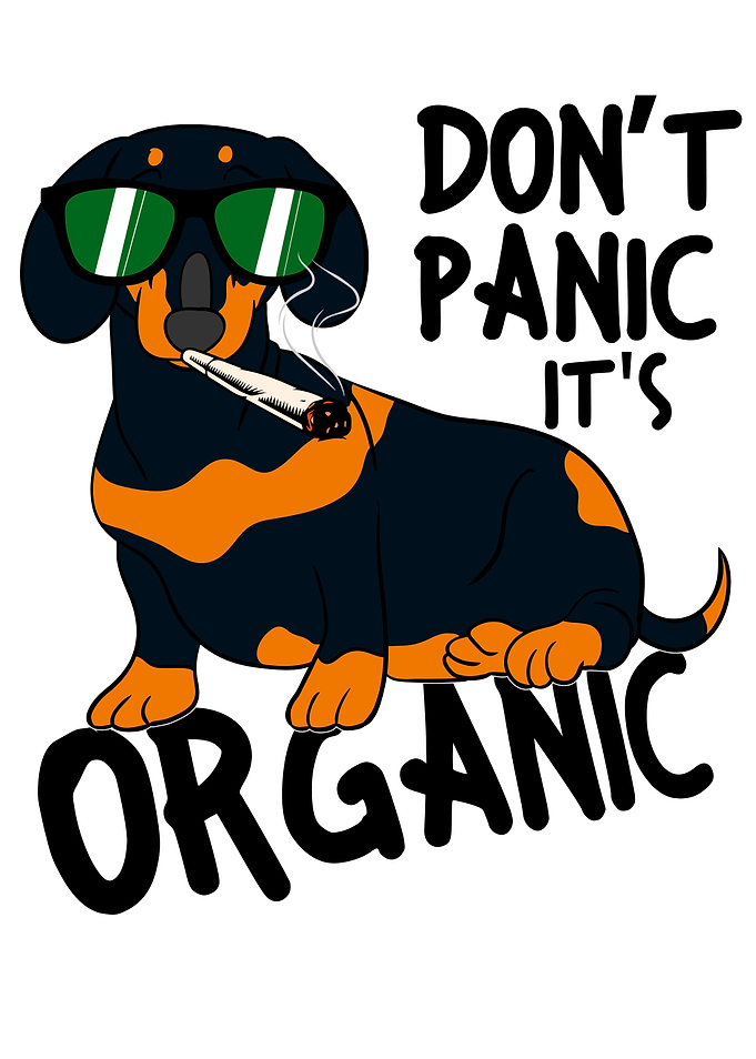 Kiffen Kiffender Dachshund