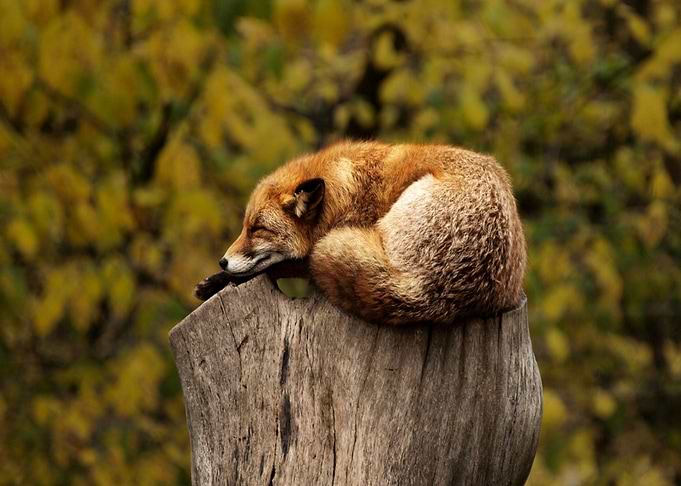 tree fox orange