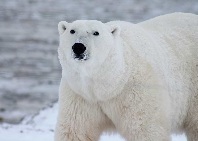 beak black bear snow