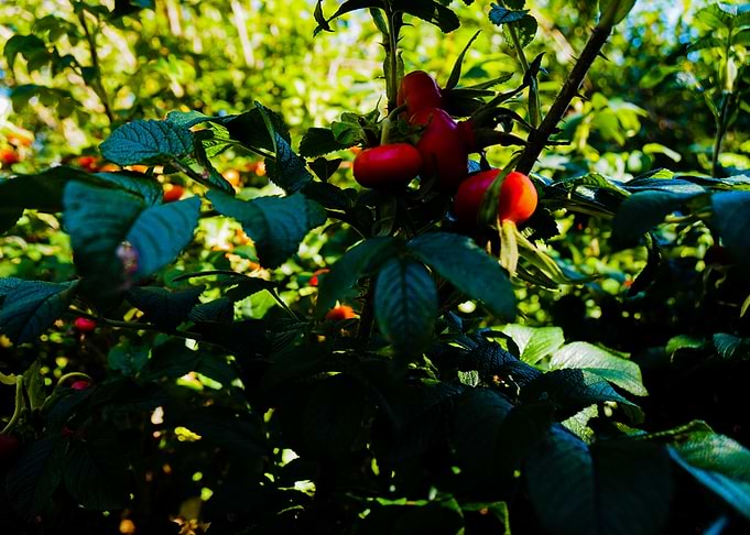 Rosehip
