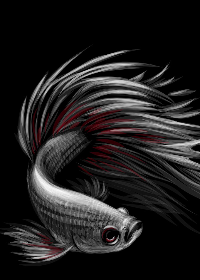 Siamese Fighting Fish