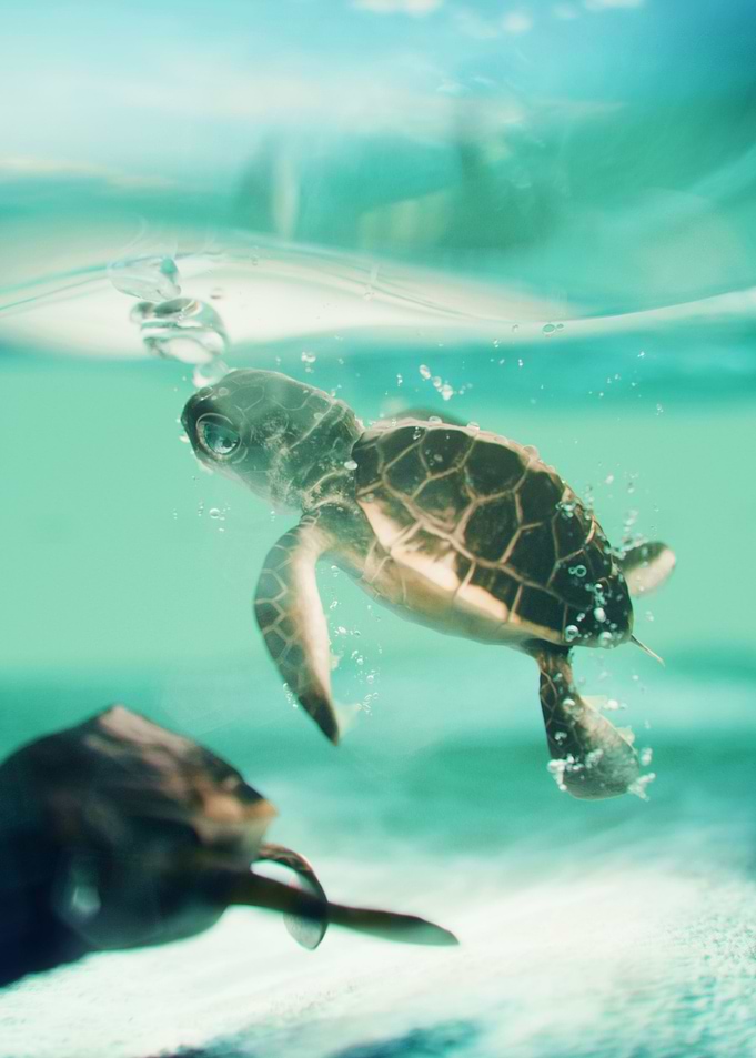 turtle