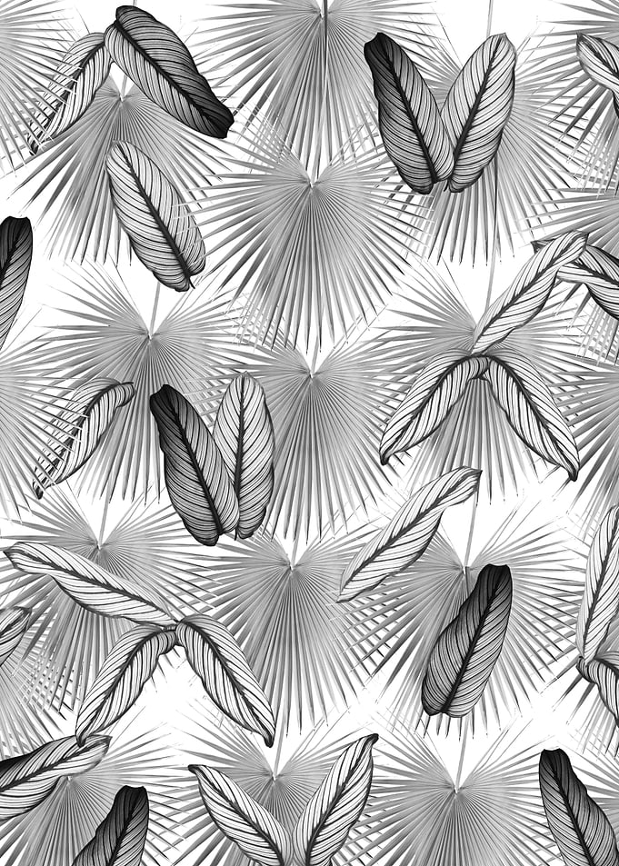 Calathea Fan Palm Leaves 3
