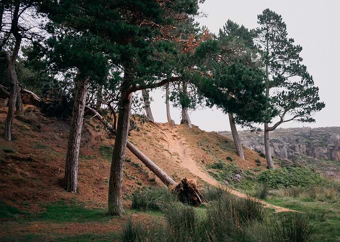 Pine Trees