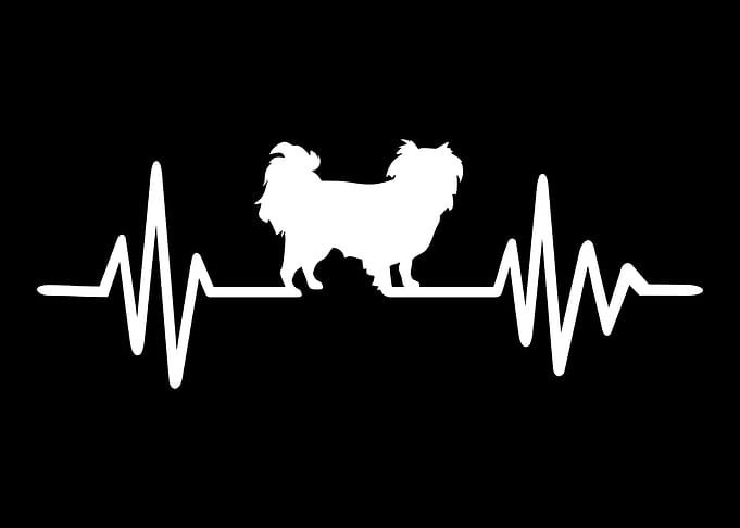Japanese Chin