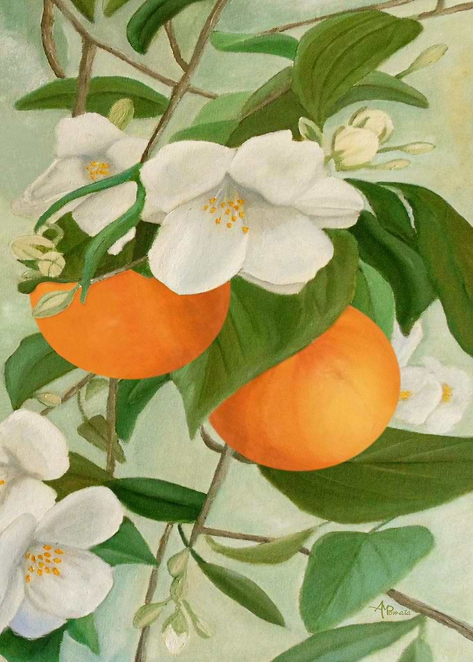 Branch Of Orange
