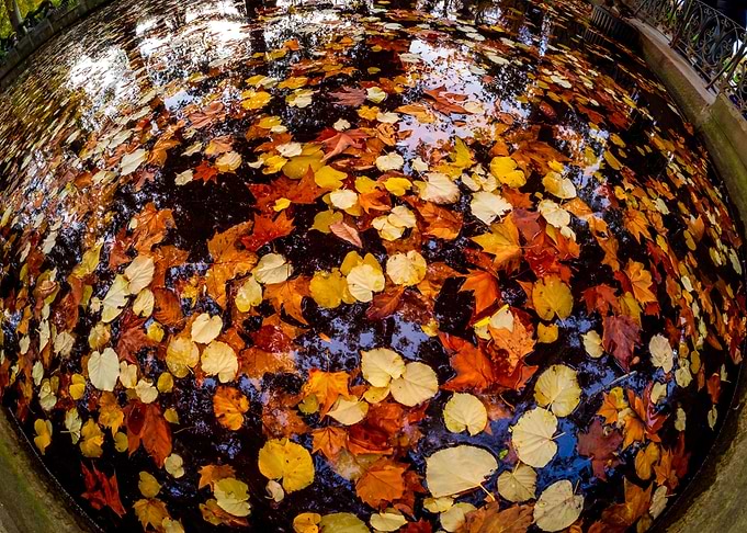 Autumn leaves
