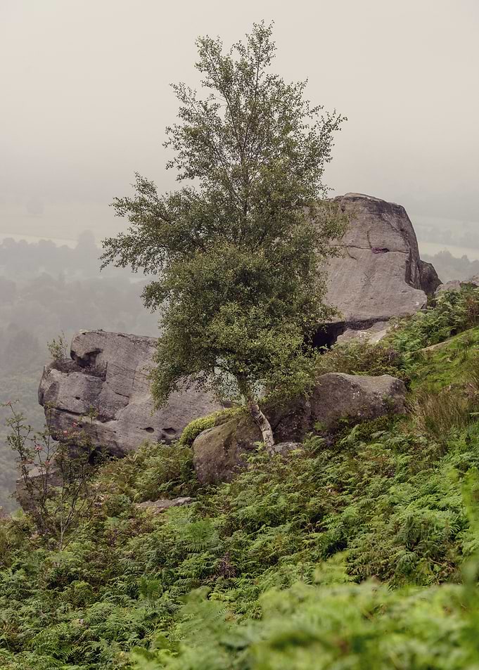 Foggy Landscape